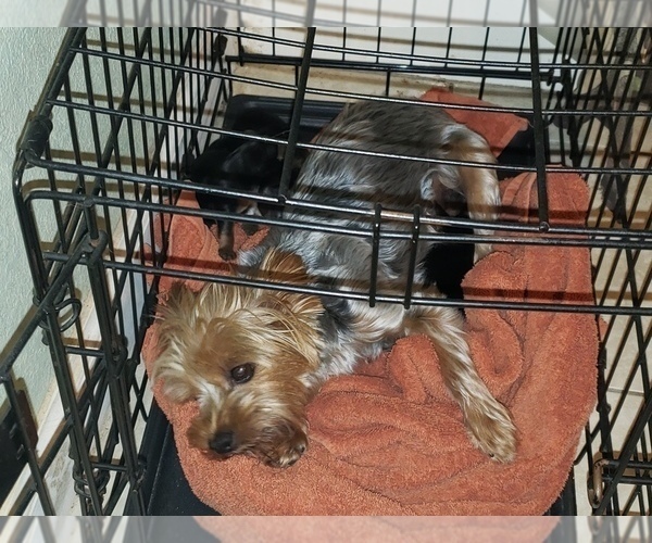 Medium Photo #1 Yorkshire Terrier Puppy For Sale in VALLEJO, CA, USA