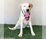 Small #4 American Staffordshire Terrier Mix