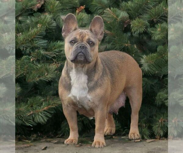 Medium Photo #1 French Bulldog Puppy For Sale in HONEY BROOK, PA, USA