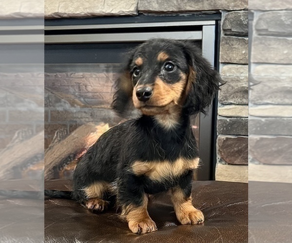 Medium Photo #7 Dachshund Puppy For Sale in NOBLESVILLE, IN, USA