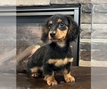 Small Photo #7 Dachshund Puppy For Sale in NOBLESVILLE, IN, USA