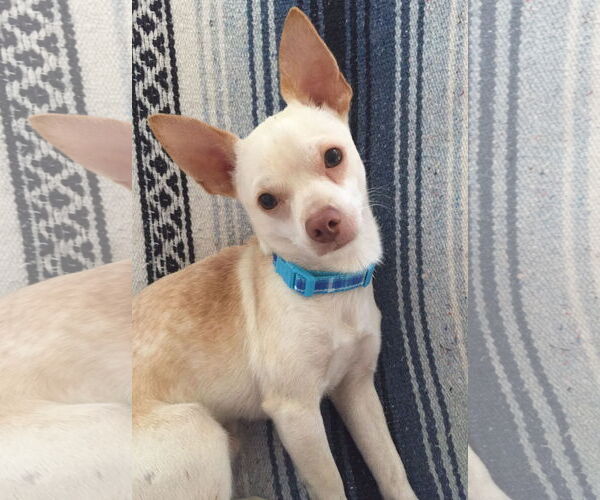 Medium Photo #2 Chihuahua-Unknown Mix Puppy For Sale in Tomball, TX, USA