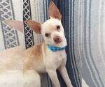 Small #1 Chihuahua Mix