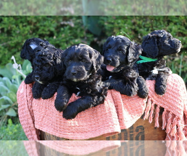 Medium Photo #1 Golden Mountain Doodle  Puppy For Sale in UPLAND, IN, USA