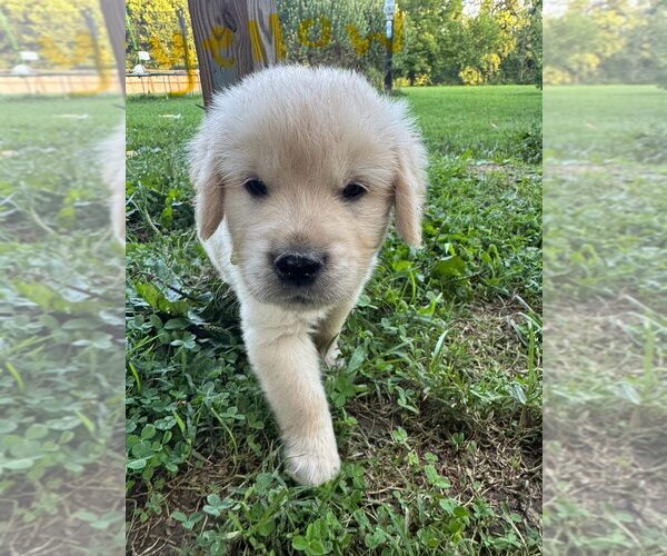 Medium Photo #13 English Cream Golden Retriever-Golden Retriever Mix Puppy For Sale in AUSTIN, IN, USA