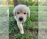 Small #12 English Cream Golden Retriever-Golden Retriever Mix