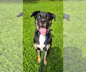 Siberian Husky-Unknown Mix Dogs for adoption in Rockaway, NJ, USA