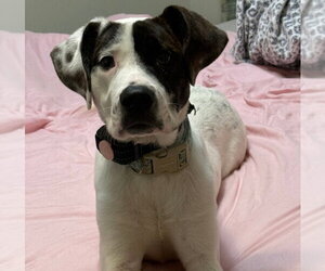 Great Pyrenees-Unknown Mix Dogs for adoption in Aurora, IN, USA