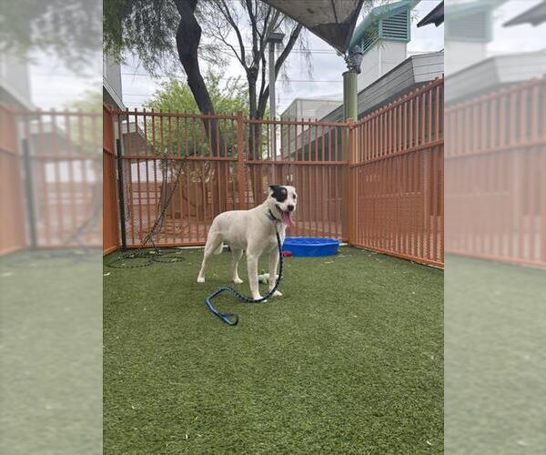 Medium Photo #1 Mutt Puppy For Sale in Las Vegas, NV, USA