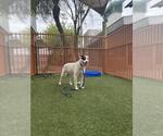 Small Mutt