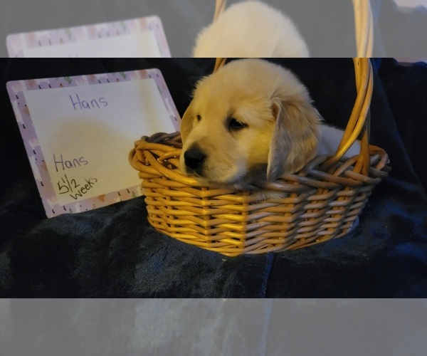 Medium Photo #32 Golden Retriever Puppy For Sale in VOORHEES, NJ, USA