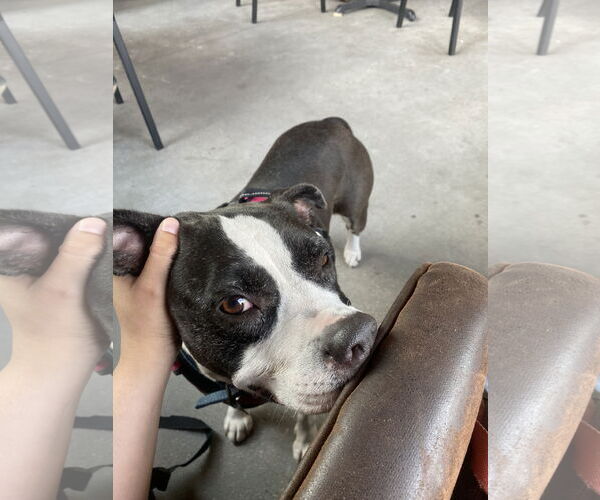 Medium Photo #6 Boston Terrier-Unknown Mix Puppy For Sale in Sanford, FL, USA