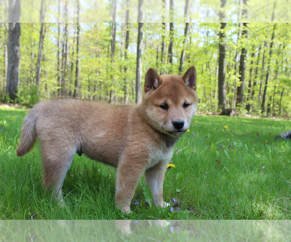 Medium Photo #1 Shiba Inu Puppy For Sale in RUSHVILLE, NY, USA