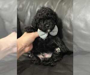 Poodle (Toy) Puppy for sale in CAMPBELLSVILLE, KY, USA