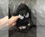 Small Poodle (Toy)