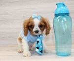 Small Photo #5 Cavalier King Charles Spaniel Puppy For Sale in LAS VEGAS, NV, USA