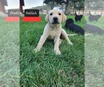 Small Photo #3 Labrador Retriever Puppy For Sale in EAGLE POINT, OR, USA