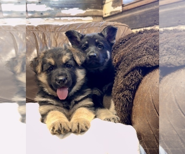 Medium Photo #1 German Shepherd Dog Puppy For Sale in BRIGHTON, CO, USA