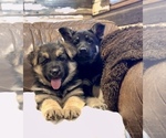 Small Photo #1 German Shepherd Dog Puppy For Sale in BRIGHTON, CO, USA