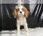 Puppy Toodles UABR Cavalier King Charles Spaniel