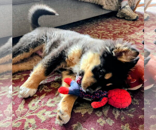 Medium Photo #3 Mutt Puppy For Sale in Cottage Grove, MN, USA