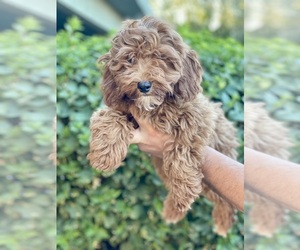 Goldendoodle (Miniature) Puppy for sale in DESERT HOT SPRINGS, CA, USA