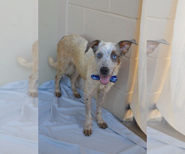 Medium Photo #5 Mutt Puppy For Sale in McKinney, TX, USA