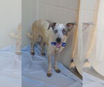 Small #4 Mutt
