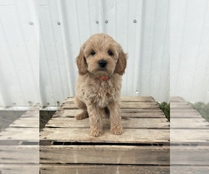 Goldendoodle (Miniature) Puppy for Sale in GOSHEN, Indiana USA