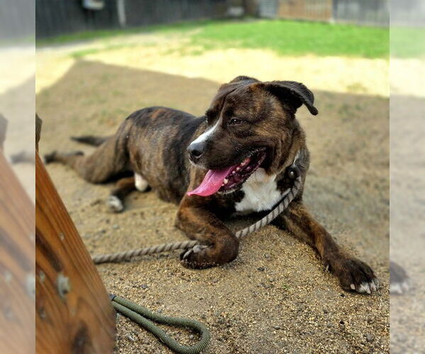 Medium Photo #4 Akita-Mastiff Mix Puppy For Sale in Long Beach, CA, USA