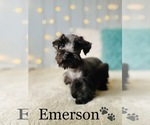 Small Photo #16 Schnauzer (Standard) Puppy For Sale in COOKEVILLE, TN, USA