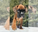 AKC Art - Male Boxer Puppy for Sale - Photo #7