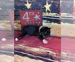 Small Photo #1 Miniature Australian Shepherd Puppy For Sale in LA SALLE, CO, USA
