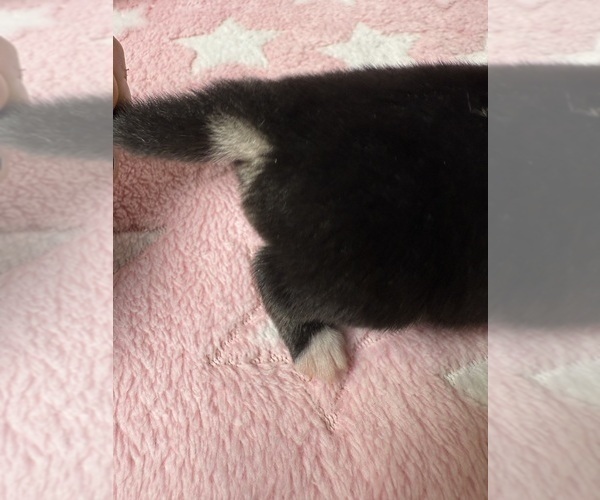 Medium Photo #11 Pomsky-Shiba Inu Mix Puppy For Sale in NASHUA, NH, USA