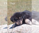 Puppy Thor French Bulldog