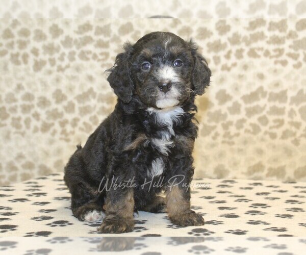 Medium Photo #3 Miniature Bernedoodle Puppy For Sale in DENVER, PA, USA