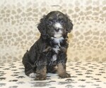 Small #2 Miniature Bernedoodle