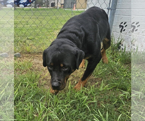 Medium Photo #6 Rottweiler-Unknown Mix Puppy For Sale in White Hall, AR, USA