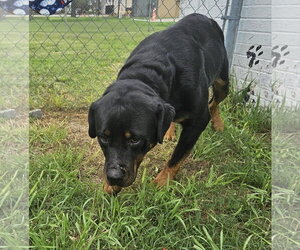 Jada - Female Rottweiler-Unknown Mix Dog for Adoption - Photo #6
