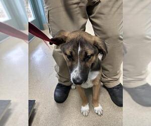 Mutt Dog for Adoption in Newton, North Carolina USA