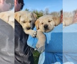 Small Photo #2 Labrador Retriever Puppy For Sale in ODON, IN, USA