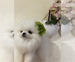 Image preview for Ad Listing. Nickname: Gucci