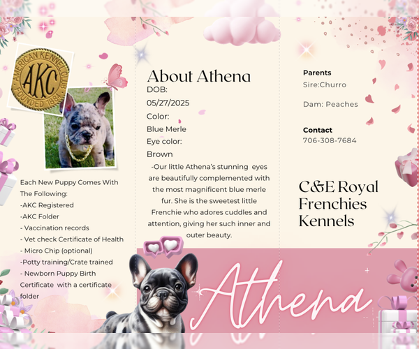 Medium Photo #17 French Bulldog Puppy For Sale in ATHENS, GA, USA