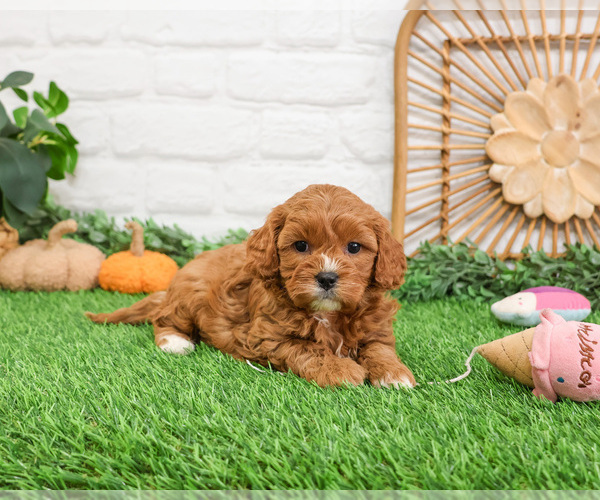 Medium Photo #20 Cavapoo (Miniature) Puppy For Sale in SYRACUSE, IN, USA