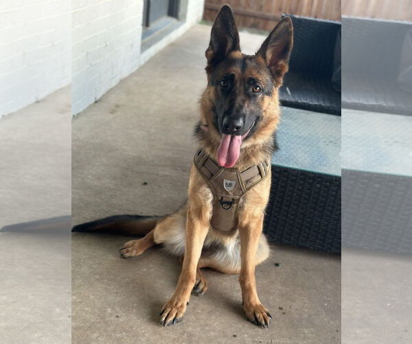 Medium Photo #1 German Shepherd Dog Puppy For Sale in McKinney, TX, USA