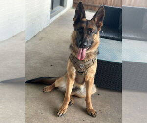 German Shepherd Dog Dogs for adoption in McKinney, TX, USA