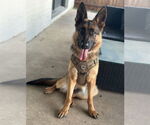 Small German Shepherd Dog