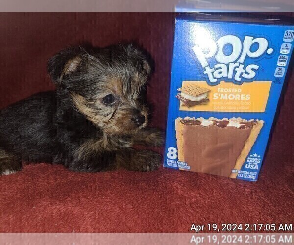Medium Photo #28 Yorkshire Terrier Puppy For Sale in AKRON, OH, USA