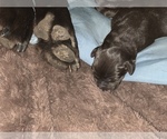 Small Photo #6 Labrador Retriever Puppy For Sale in BANDERA, TX, USA