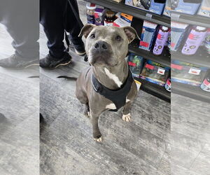 American Pit Bull Terrier-Unknown Mix Dogs for adoption in McDonough, GA, USA